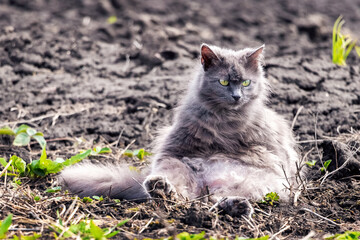 A gray fluffy cat sits in the garden in sunny weather