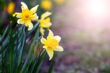 Yellow daffodils on a flower bed in spring in sunny weather