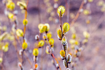 Willow branches with fluffy catkins in the forest on a blurred background