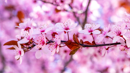 Sakura blossoms. Pink sakura flowers on a tree in pink tones