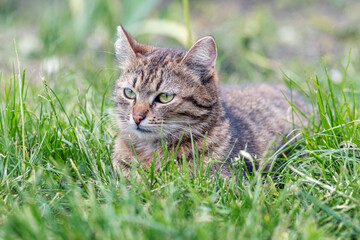 Naklejka na ściany i meble A cute tabby cat lies in the garden on green grass