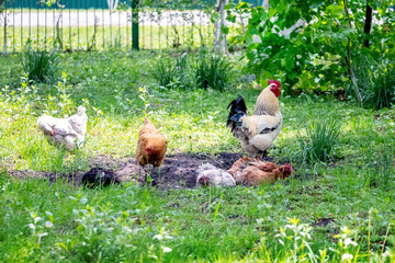 Rooster and chickens in the garden among green grass