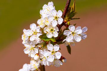 A branch of cherry with white flowers on a blurred background in sunny weather