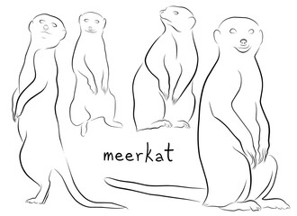meerkat set contour illustration vector