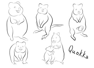 Set Animal Quokka. vector illustration. Preschool Zoo theme. Australian