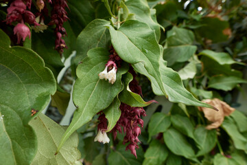 Leycesteria formosa in bloom