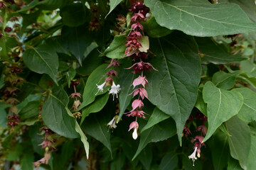 Leycesteria formosa in bloom