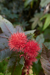 Ricinus communis