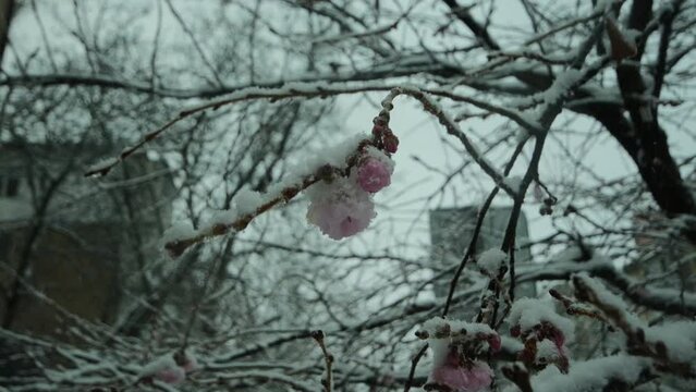 Sakura flower in snow during snowfall, slow motion video