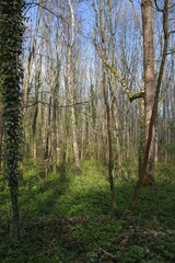 Obraz premium pine forest in the morning