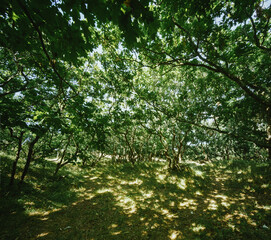 Dune oak forest with twisted branches and tree trunks