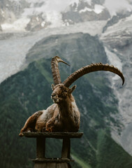 Bouquetin sauvages des Alpes dans la vallée de Chamonix