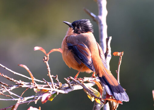 Rufous sibia