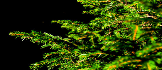 Igły świerku, grafika © RITHOR