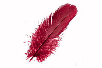 red goose feather on a white isolated background