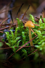 small inedible toadstool mushrooms grow in moss in the forest on a sunny day
