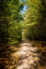 Obraz premium road in a dense coniferous forest on a sunny day vertically