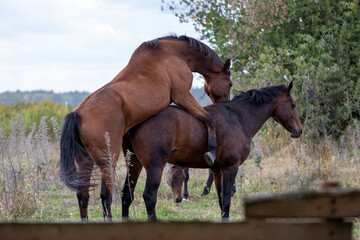 Horses mating on a paddock. Pair of male and female  horses.