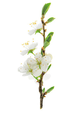 Beautiful blossoming cherry branch isolated on a transparent background in close-up
