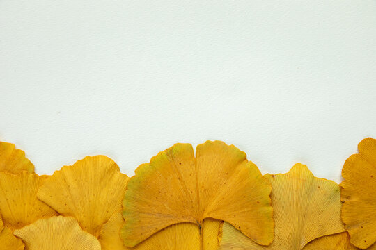 Yellow ginkgo leafs on white background with copy space. Fall season texture.