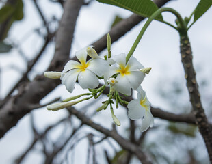Plumeria flower ( frangipani flower )