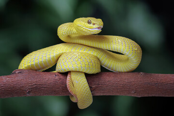 Yellow White-lipped Pit Viper closeup, angry yellow viper snake, viper snake front view, animals closeup 