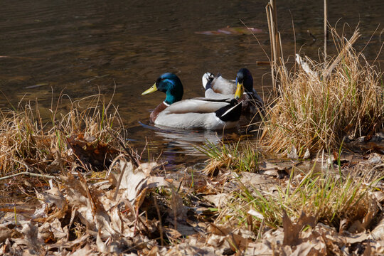 Erpel einer Stockente im seichten Wasser am Ufer. 