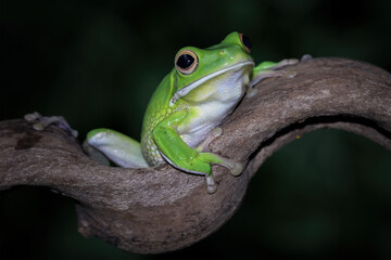 White lipped tree frog on branch, green tree frog side view, animals closeup