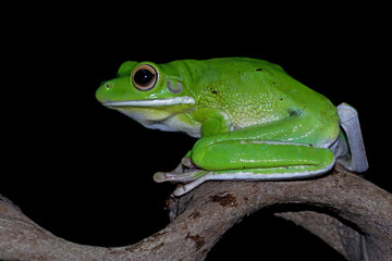 White lipped tree frog on branch, green tree frog side view, animals closeup