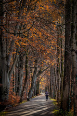Jogger auf Weg an der Isar in München im Herbst/Winter mit Bäumen