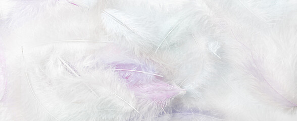 White, fluffy feathers. Background of delicate bird feathers. Horizontal, panoramic view.