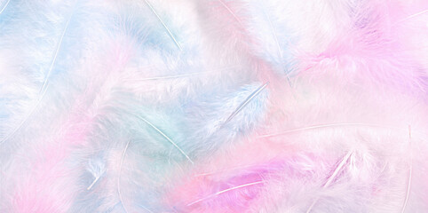 Fluffy multicolored bird feathers. The texture of the feathers. Soft, gentle background.