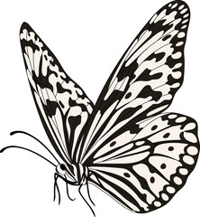 Fototapeta na wymiar Hand drawn butterfly illustration..