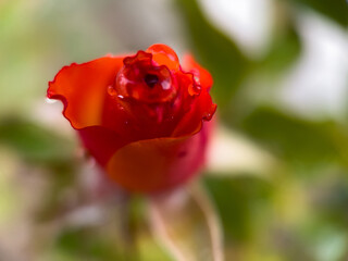 Rosebud Macro Photography