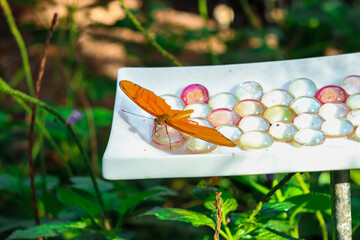 Orange Dryas Iulia commonly known as Julia butterfly, Julia heliconian, the flame, or flambeau...