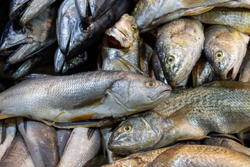 Fresh fish at the Central Market (Mercado Central) in Santiago de Chile