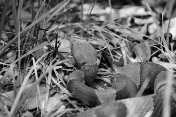 Venomous copperhead snake in black and white closeup from leaf litter on ground.
