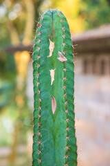 Close-up Focus Natural Green Cactus with Blurry Background in the garden