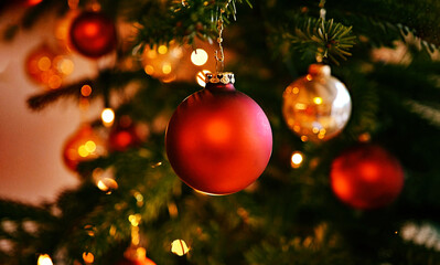 christmas red balls on fir branches, festive winter season background.