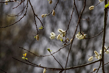 Beautiful winter tree flowers
