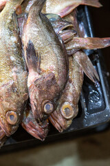 Fresh fish at the Central Market (Mercado Central) in Santiago de Chile