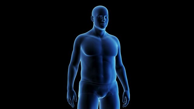 3D Rendered Medical Animation of A man transitioning from fat to fit.