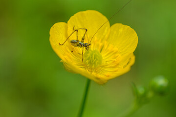 Gros plan sur une fleur avec en son centre un insecte