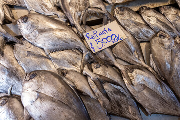 Fresh fish at the Central Market (Mercado Central) in Santiago de Chile