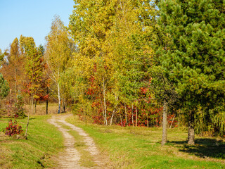 Naklejka premium A dirt road through the autumn forest curves in front of a thuja