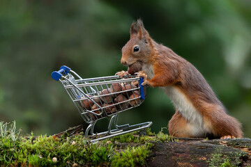 Cute red squirrel fills up its shopping trolley full of hazelnuts. Noord-Brabant in the...