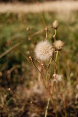 Beauté de la nature