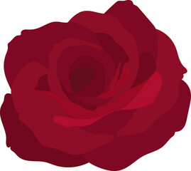 Hand drawn red rose flower