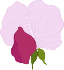 Hand drawn pink sweet pea flower