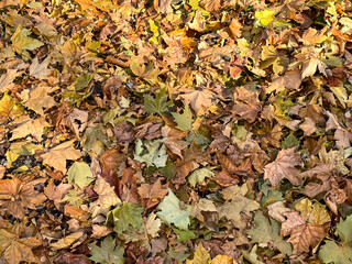 autumn leaves background